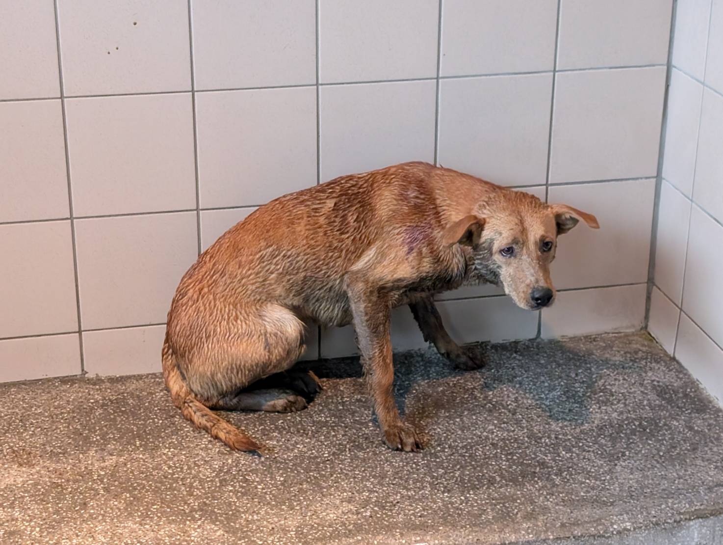高雄市已領養狗 混種犬