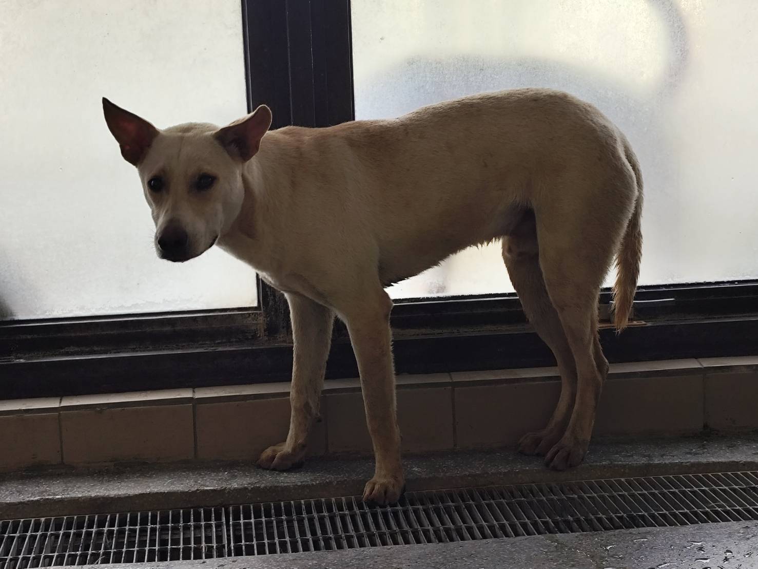 高雄市已領養狗 混種犬