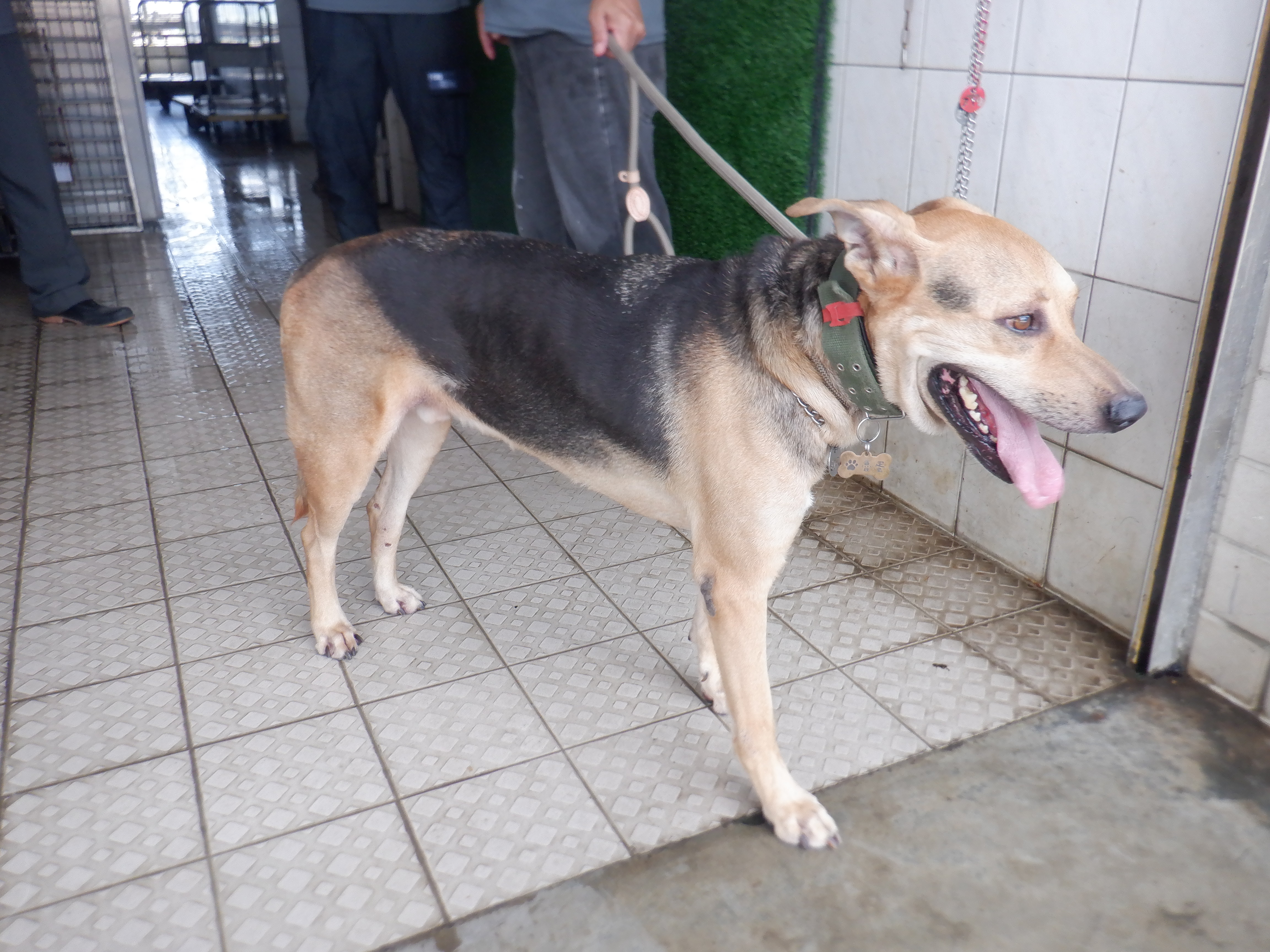 南投縣已領養狗 混種犬