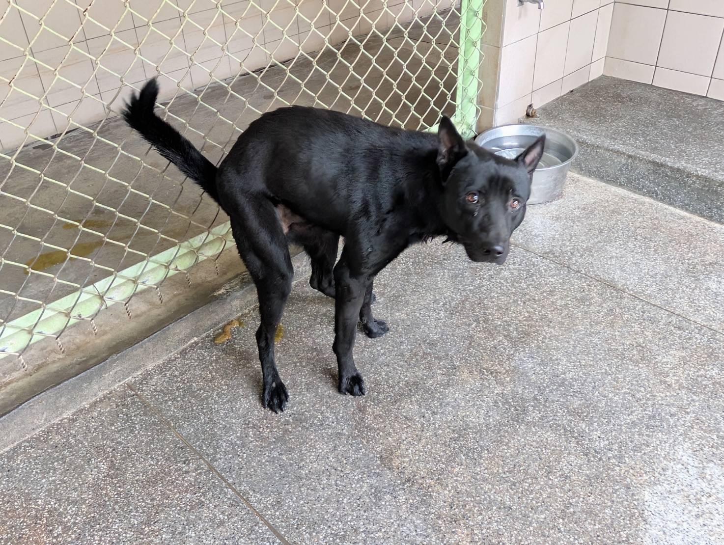 高雄市已領養狗 混種犬
