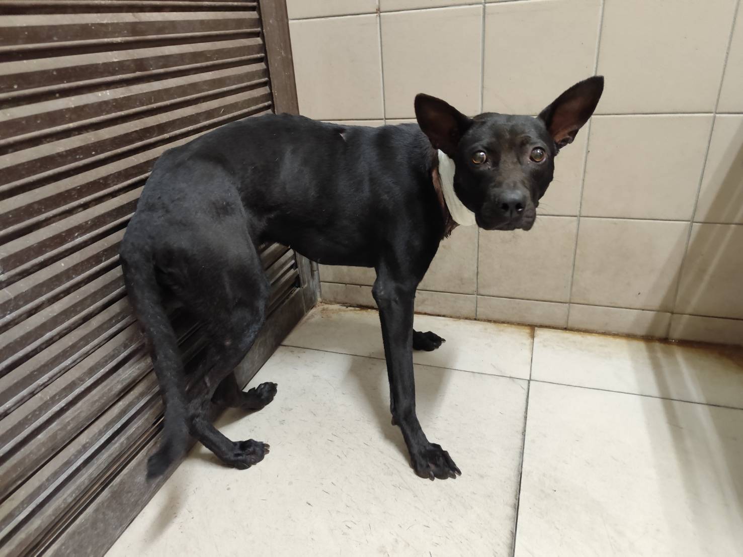 高雄市已領養狗 混種犬