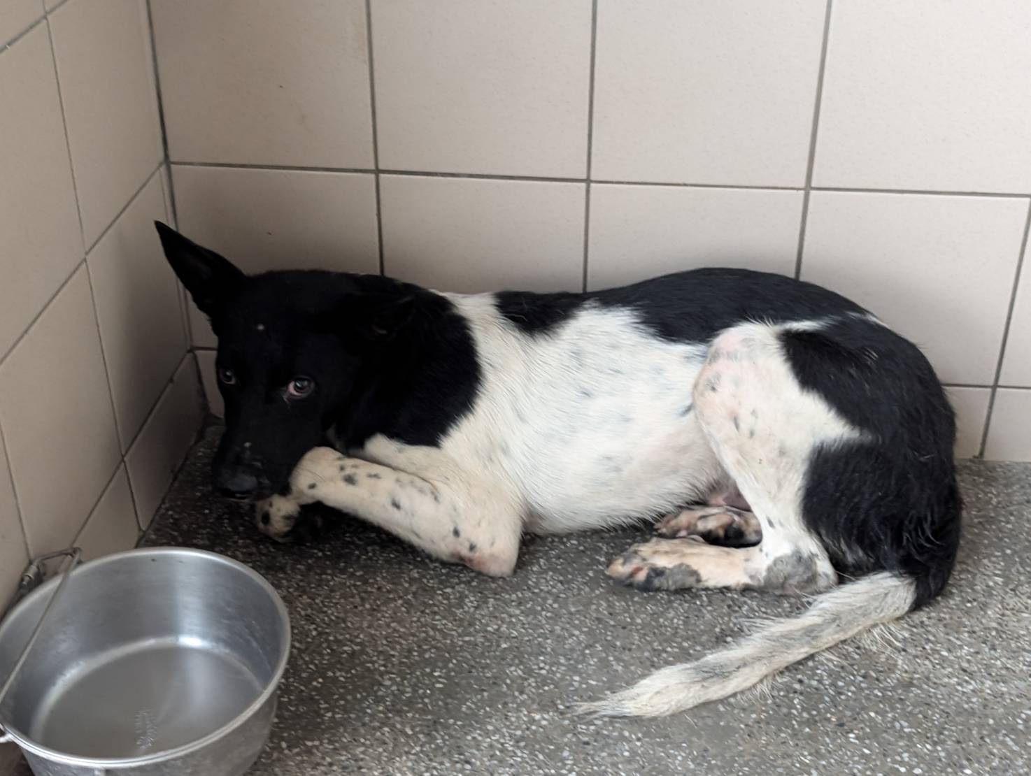 高雄市已領養狗 混種犬