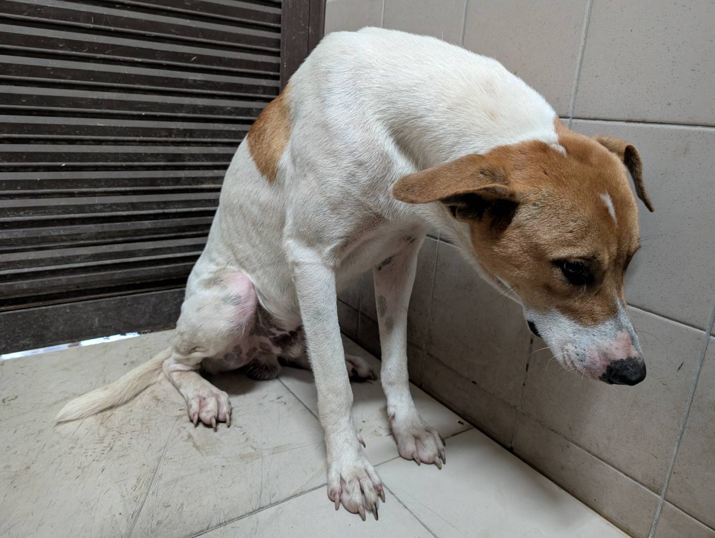 高雄市已領養狗 混種犬