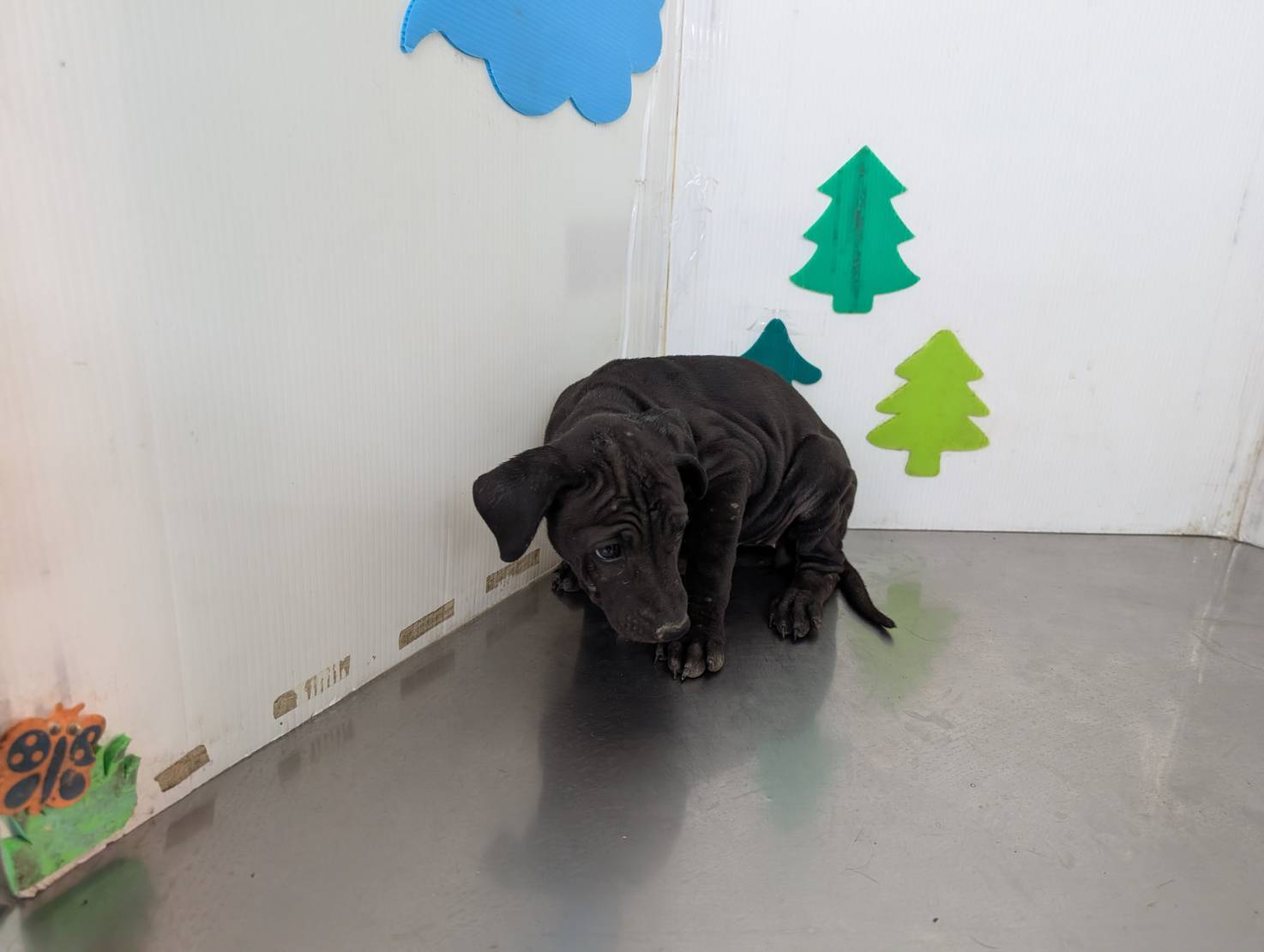 高雄市已領養狗 混種犬