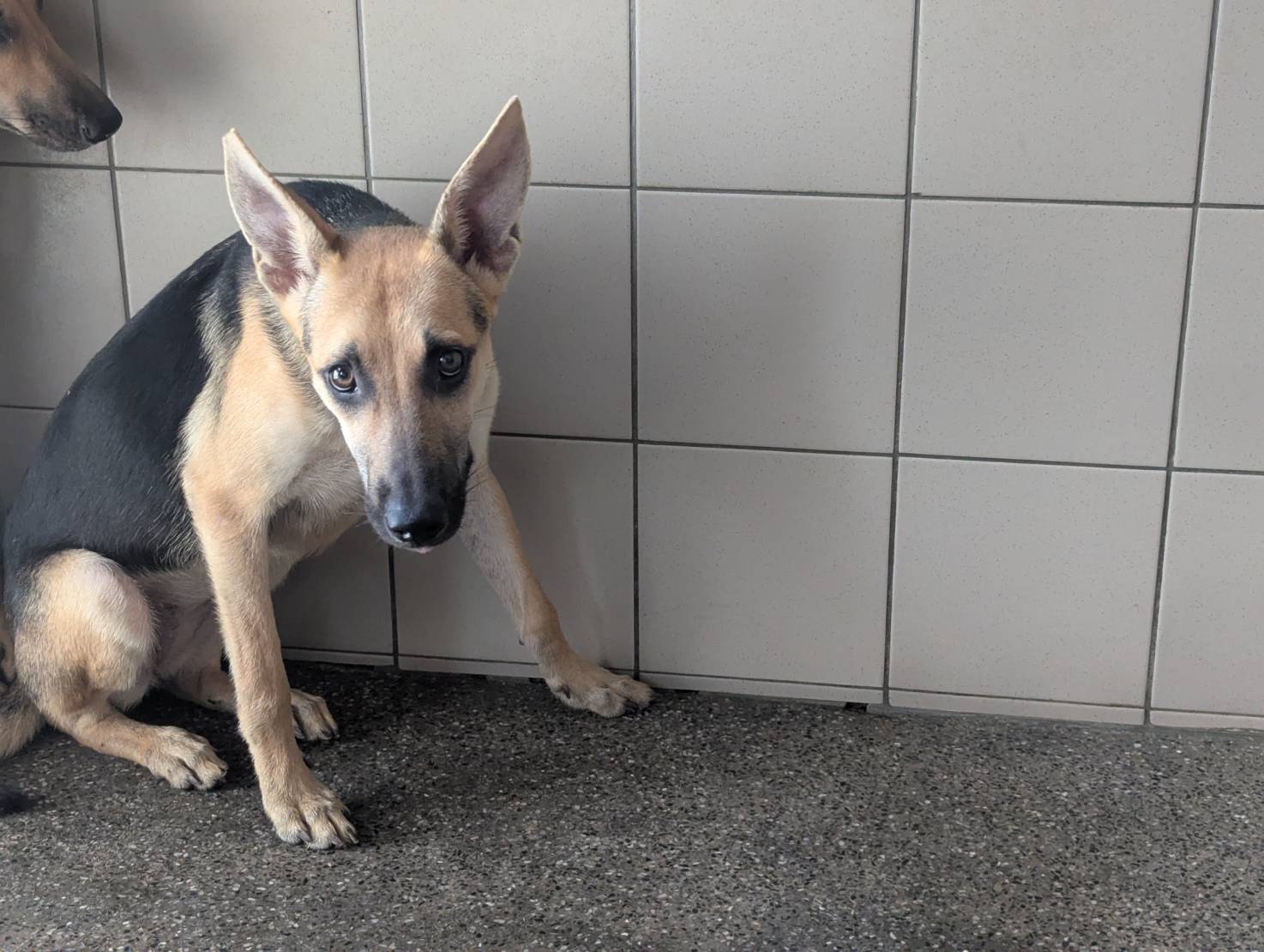 高雄市已領養狗 混種犬
