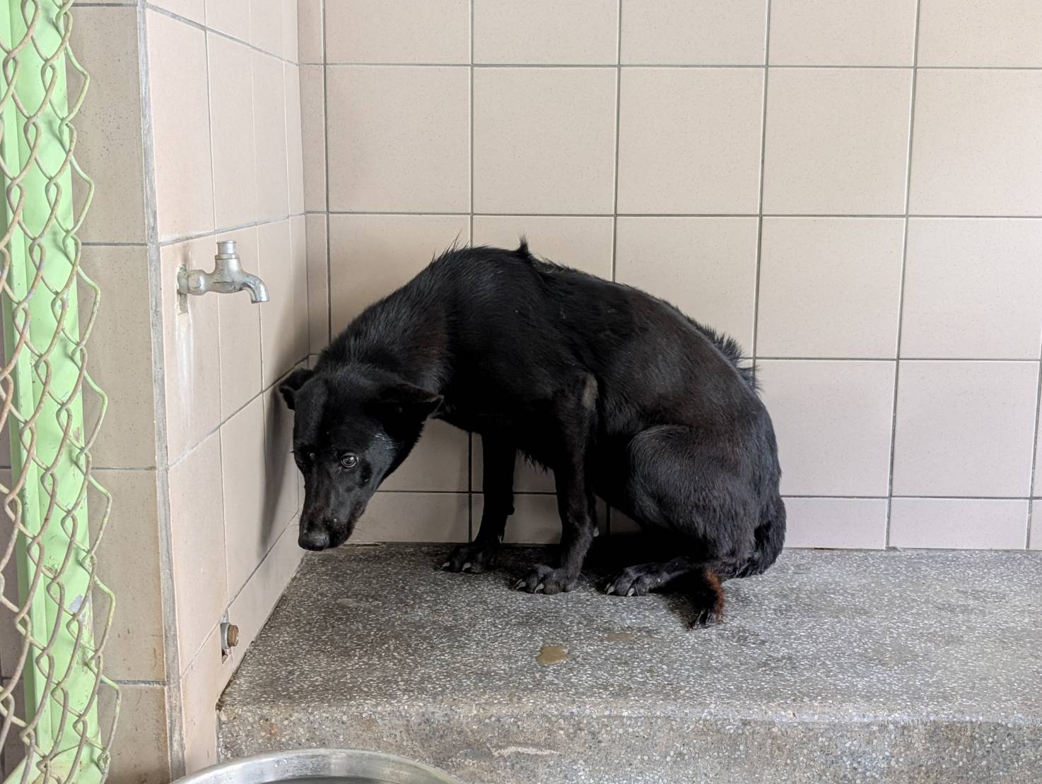 高雄市已領養狗 混種犬