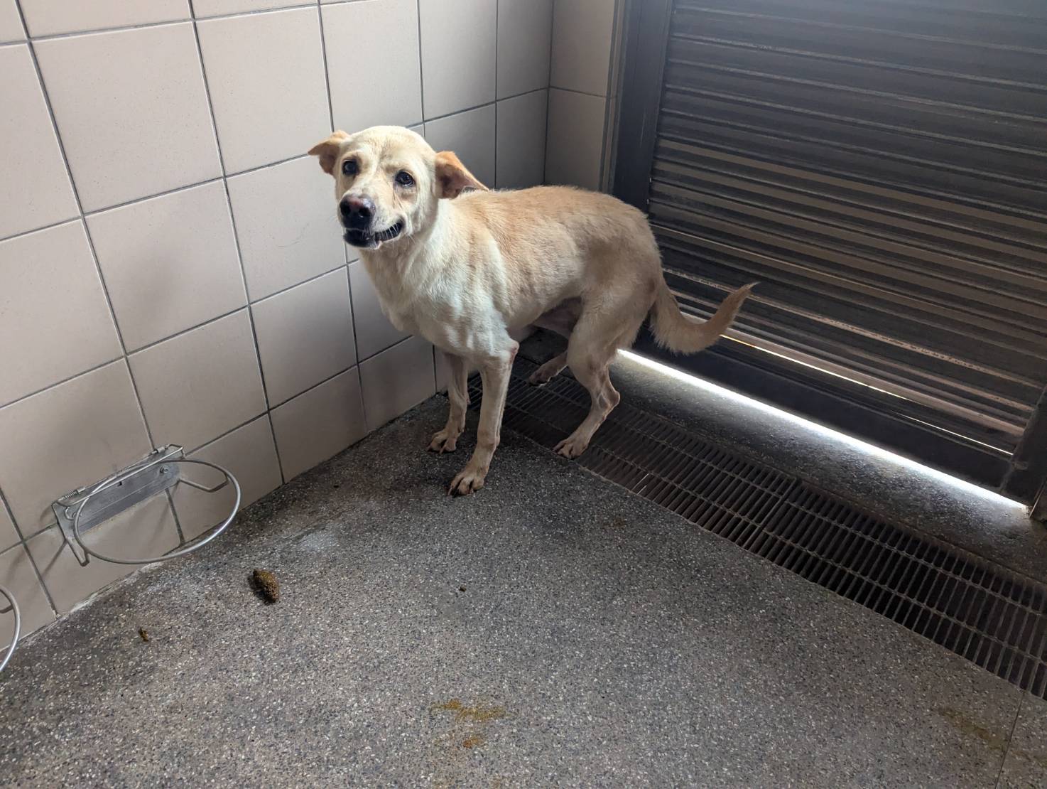 高雄市已領養狗 混種犬