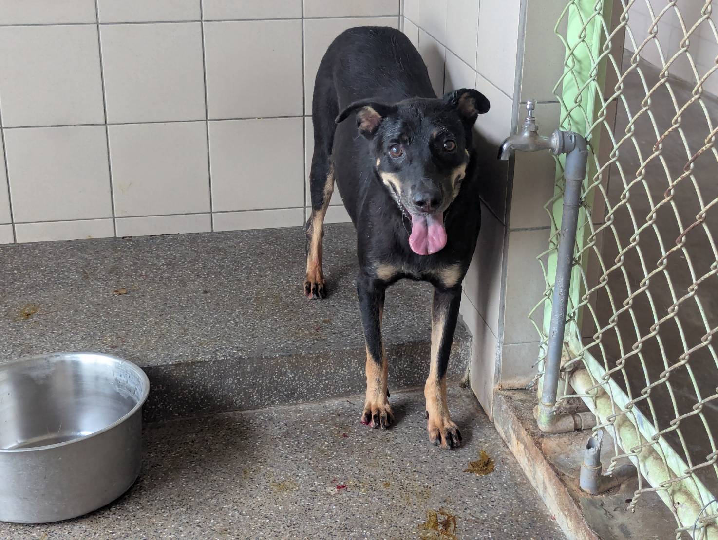 高雄市已領養狗 混種犬