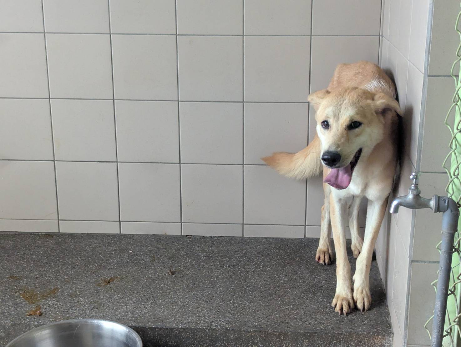 高雄市已領養狗 混種犬