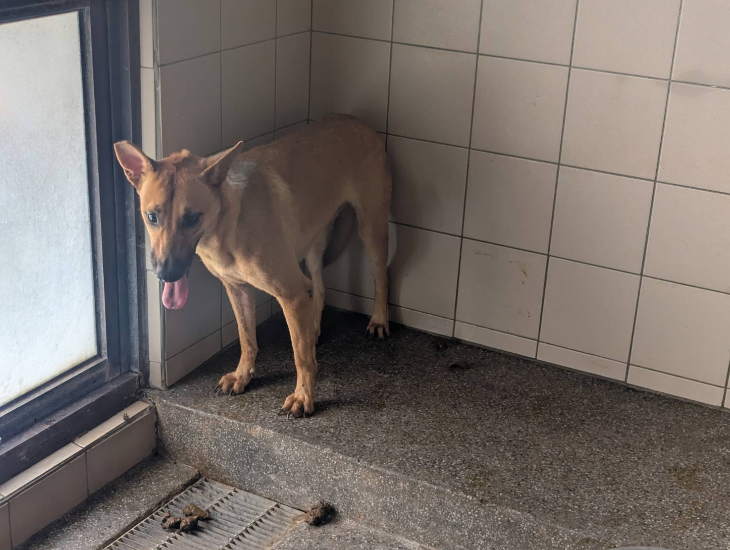 高雄市已領養狗 混種犬