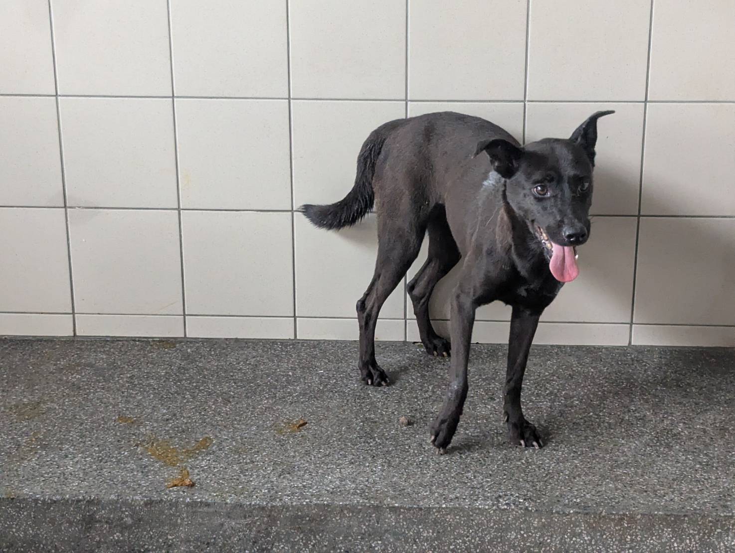 高雄市已領養狗 混種犬