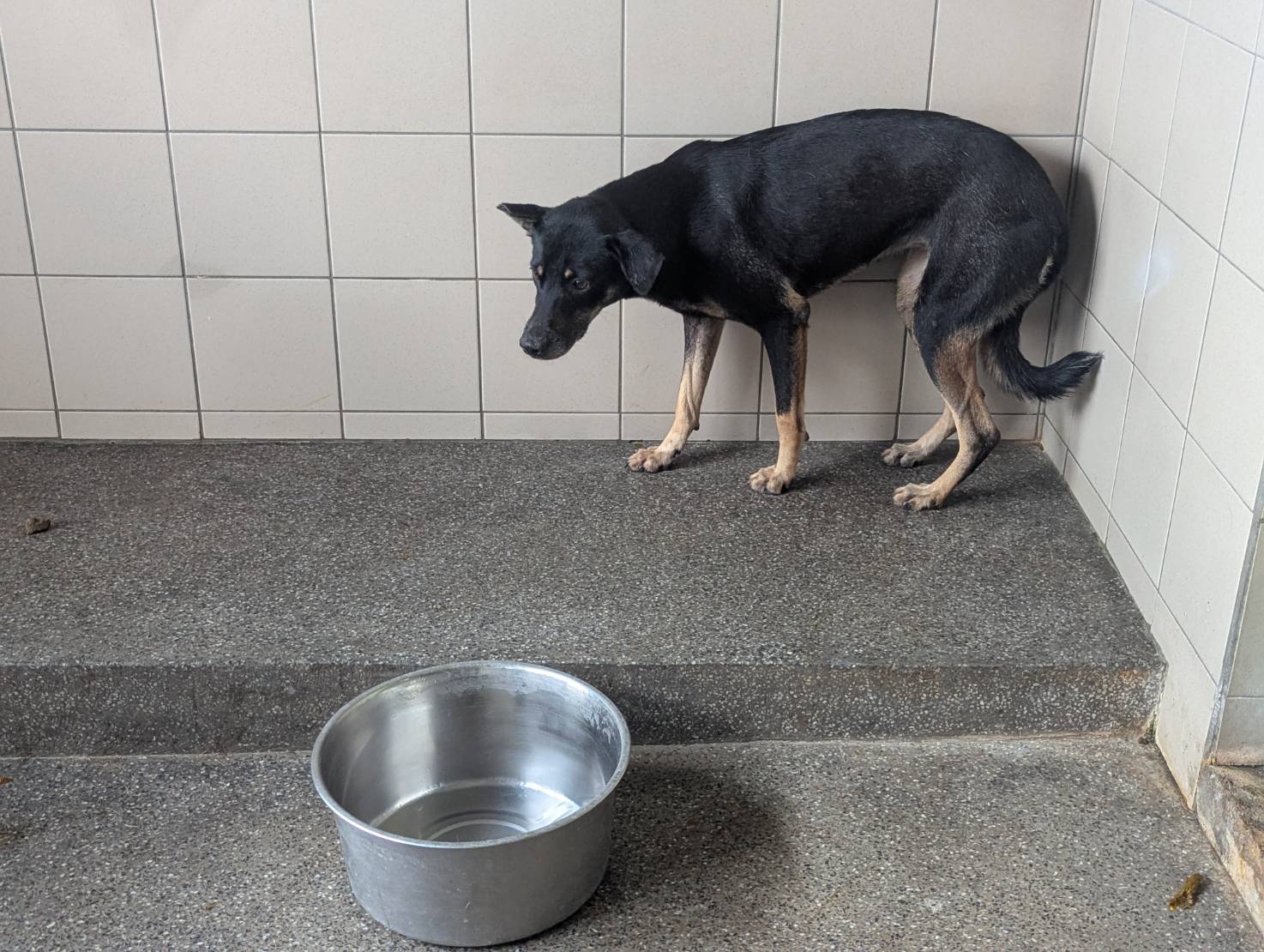 高雄市已領養狗 混種犬