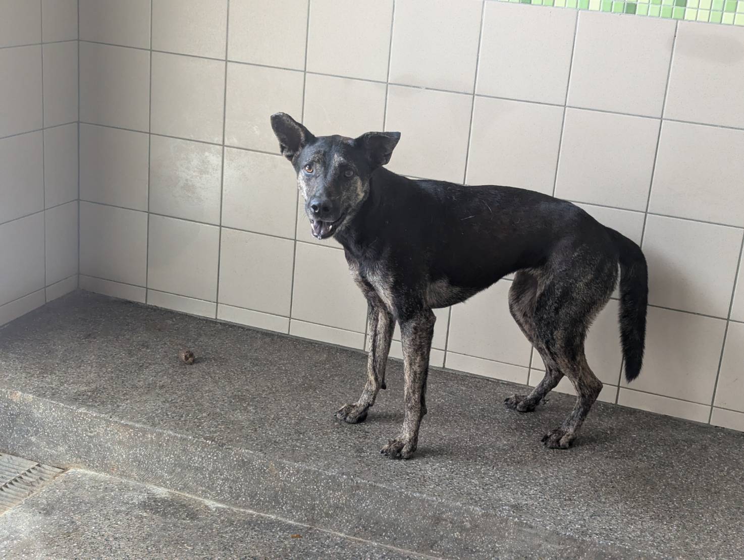 高雄市已領養狗 混種犬