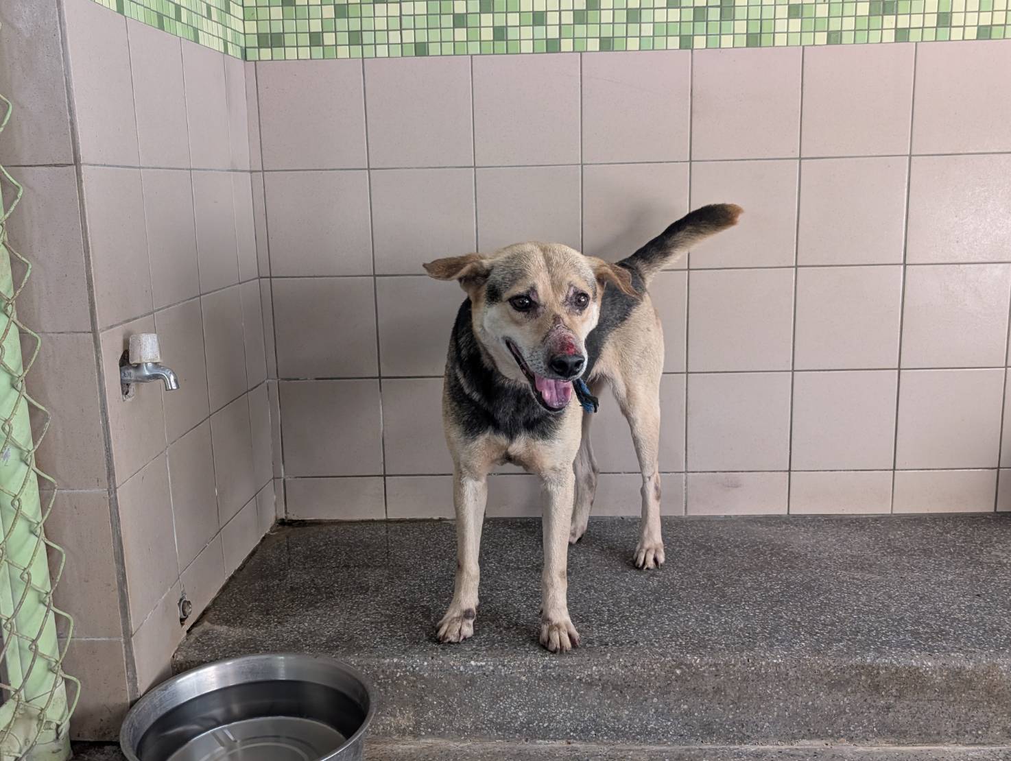 高雄市已領養狗 混種犬
