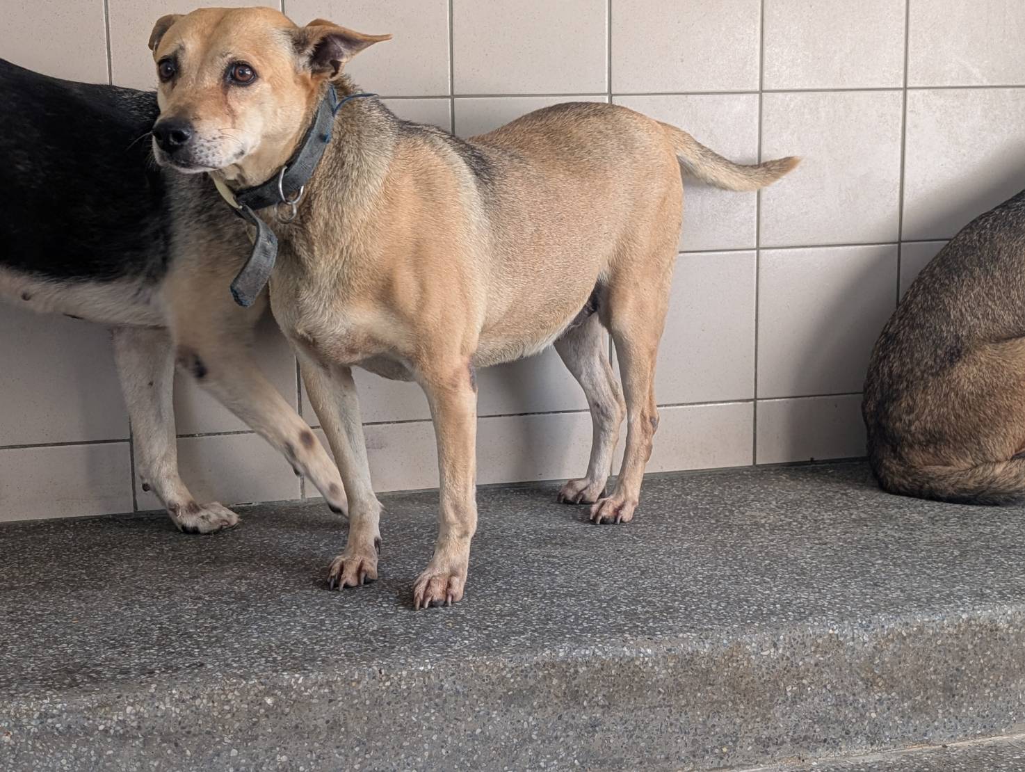 高雄市已領養狗 混種犬