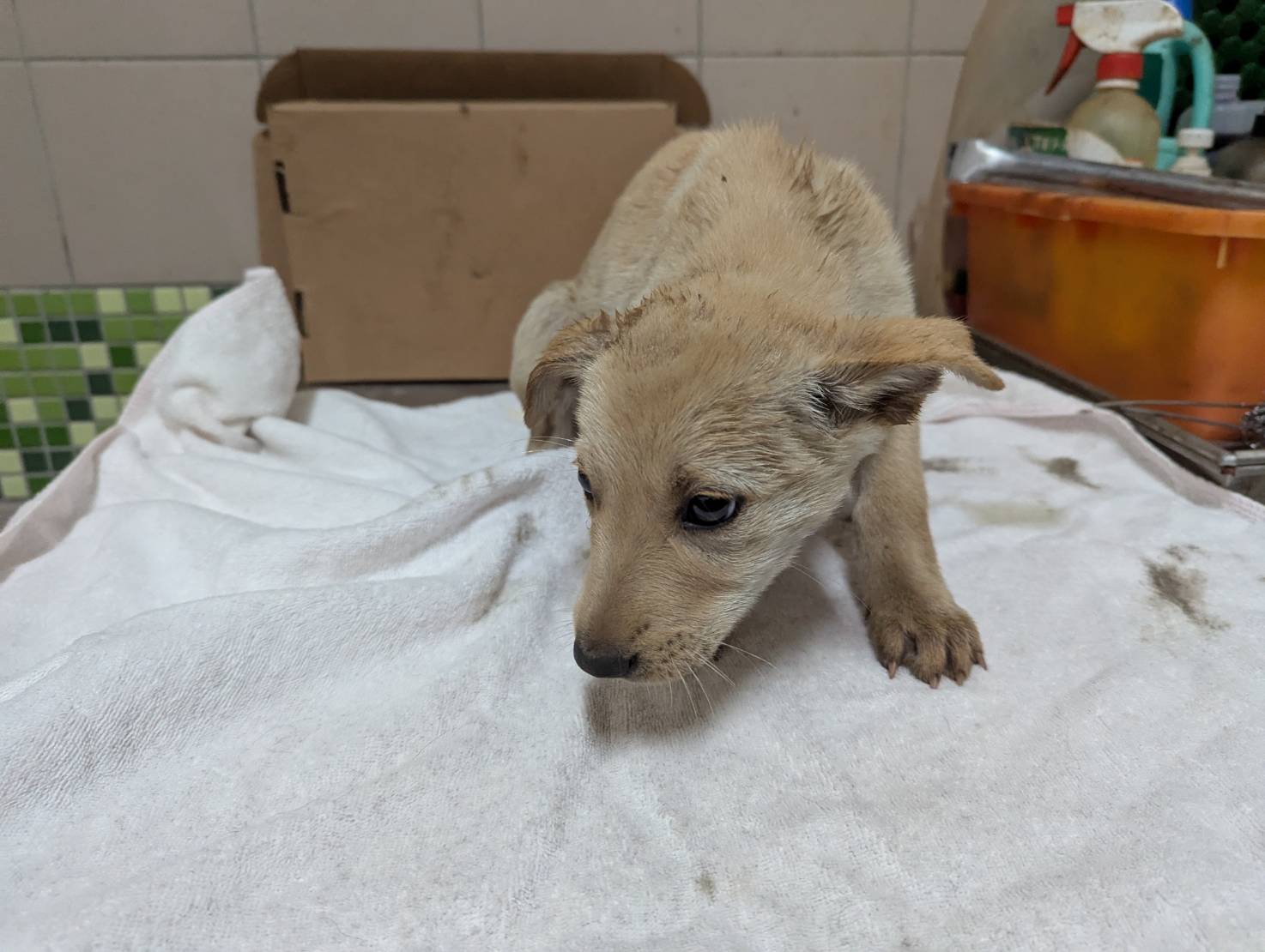 高雄市已領養狗 混種犬
