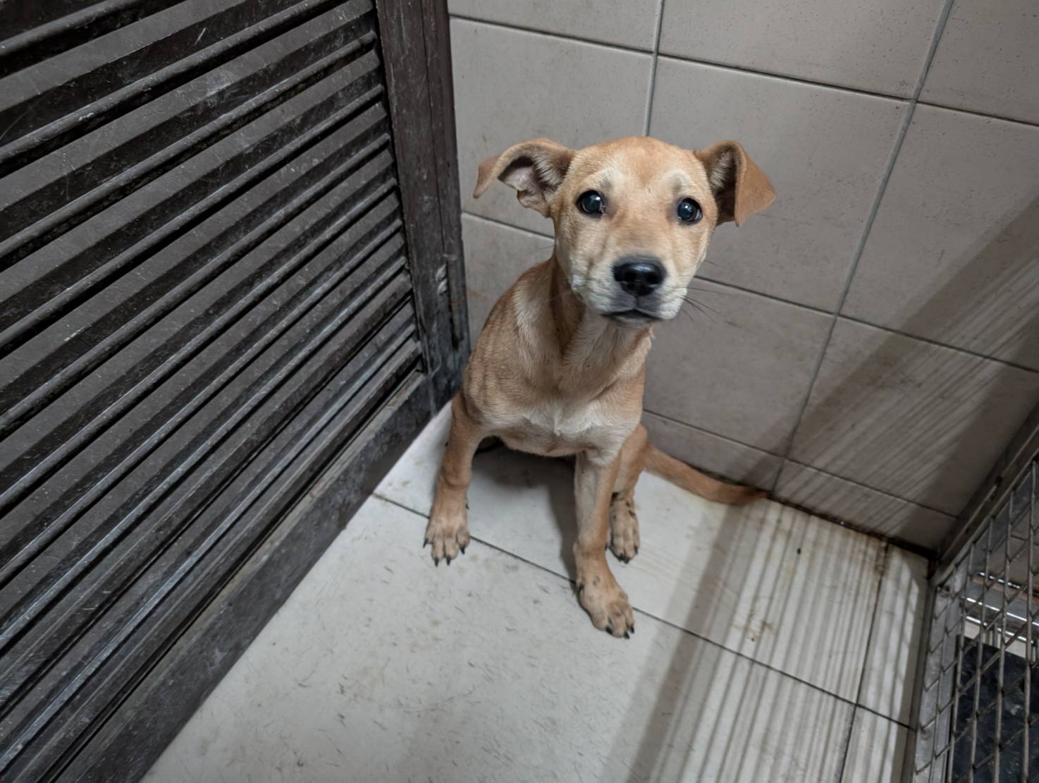 高雄市已領養狗 混種犬