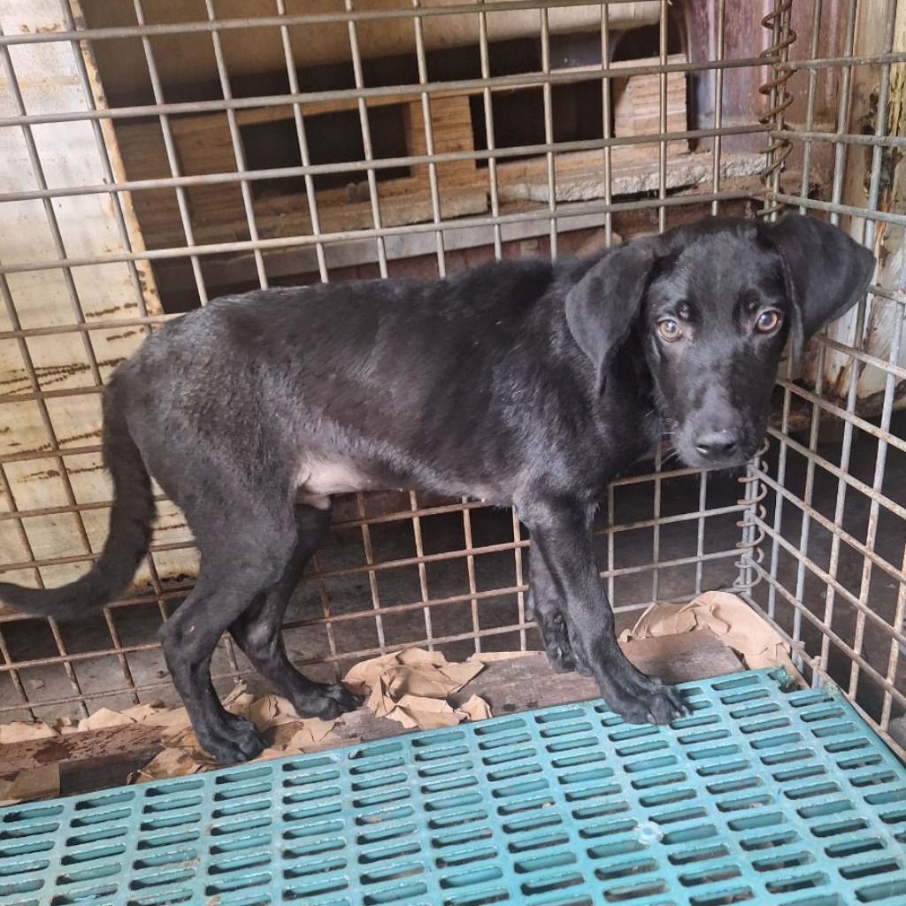 雲林縣已領養狗 混種犬