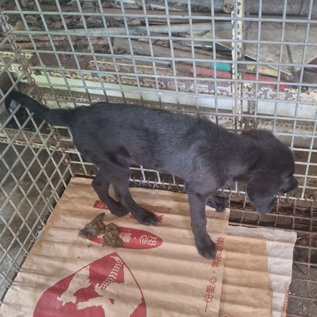 雲林縣已領養狗 混種犬