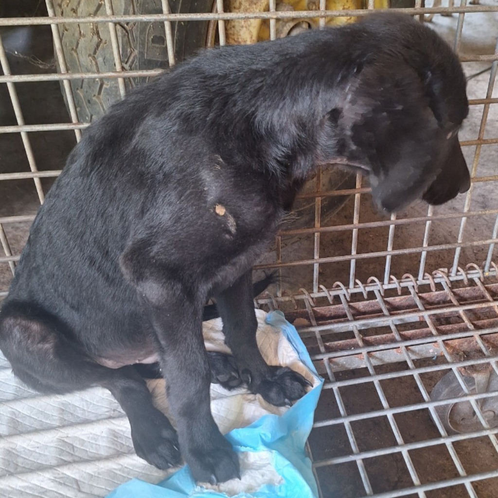雲林縣已領養狗 混種犬