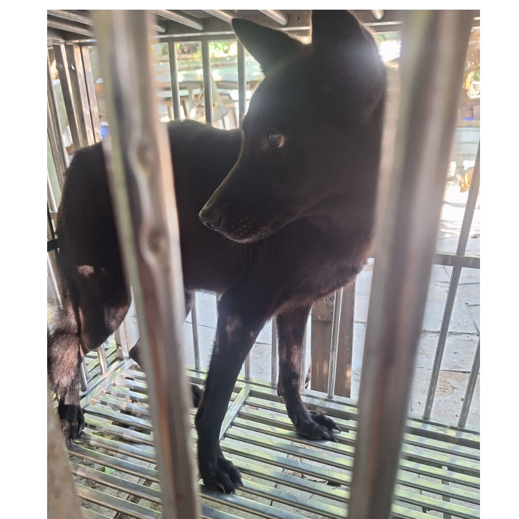雲林縣已領養狗 混種犬