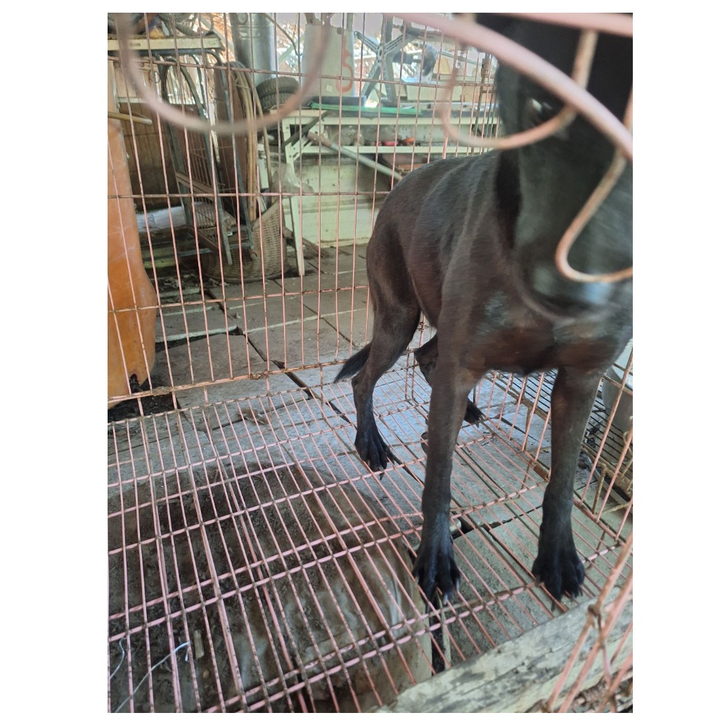雲林縣已領養狗 混種犬