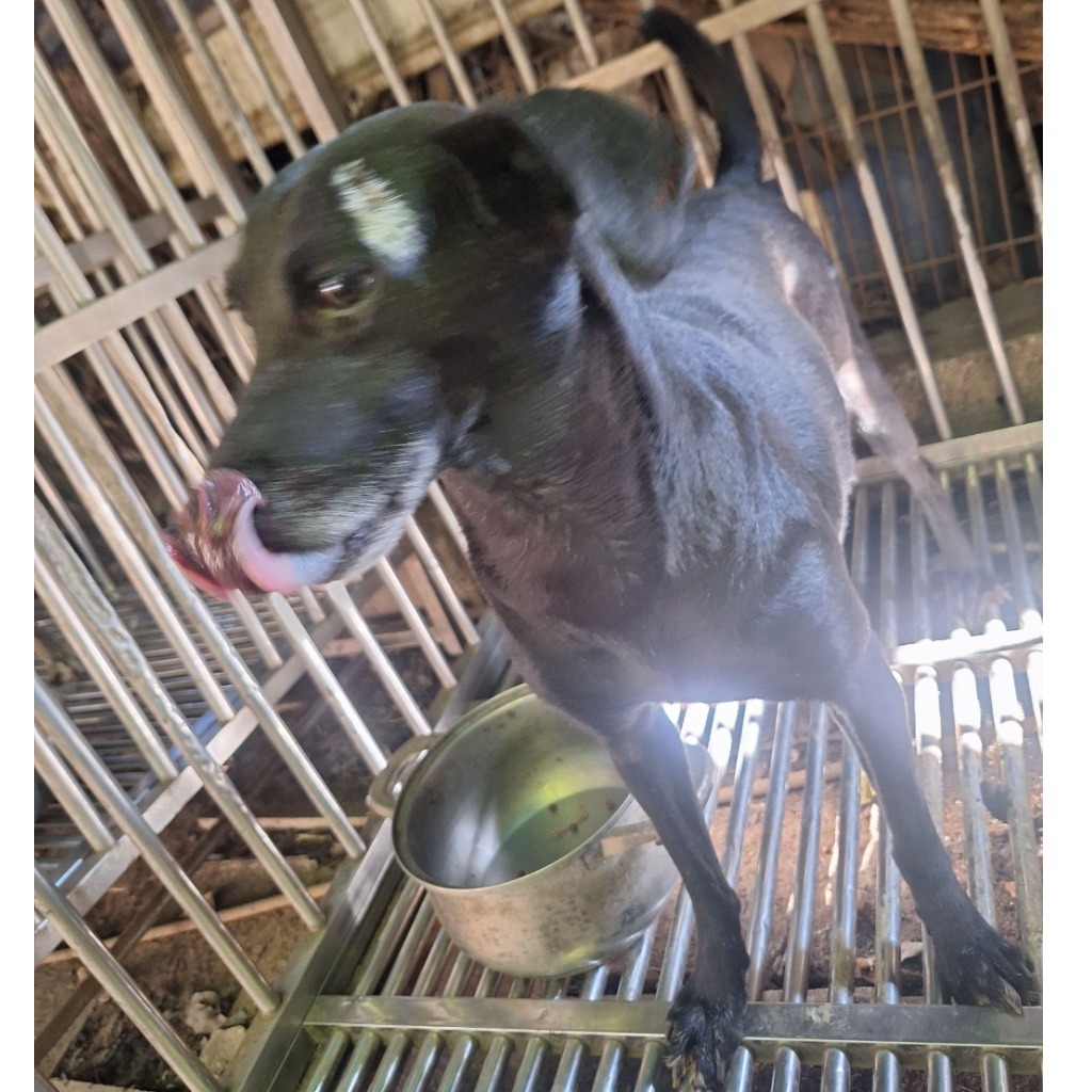 雲林縣已領養狗 混種犬
