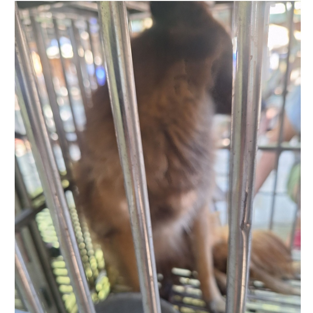 雲林縣已領養狗 混種犬