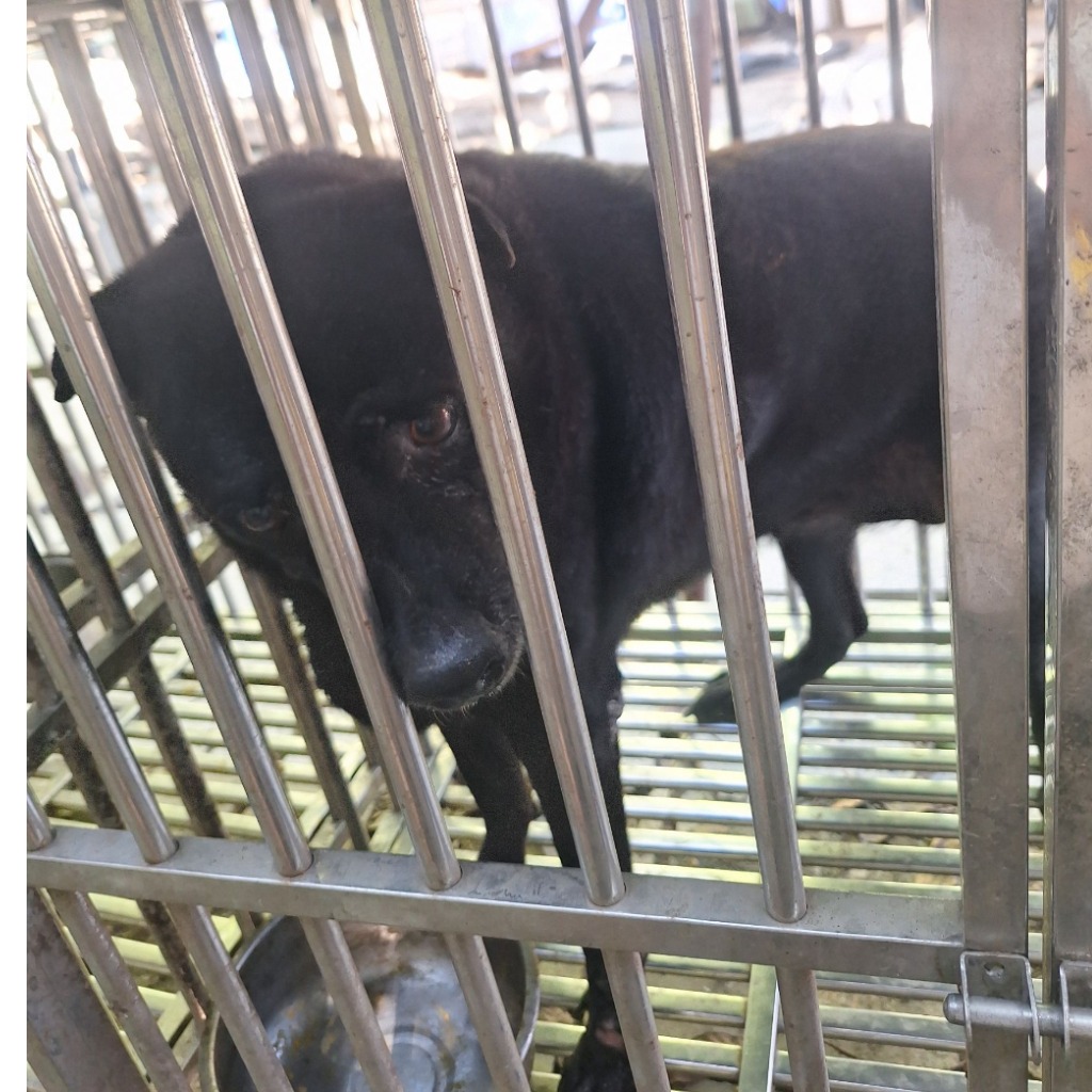 雲林縣已領養狗 混種犬