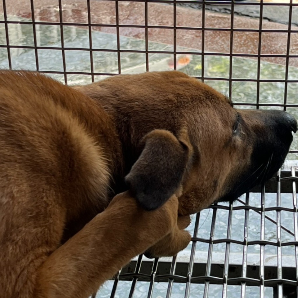 台南市已領養狗 混種犬