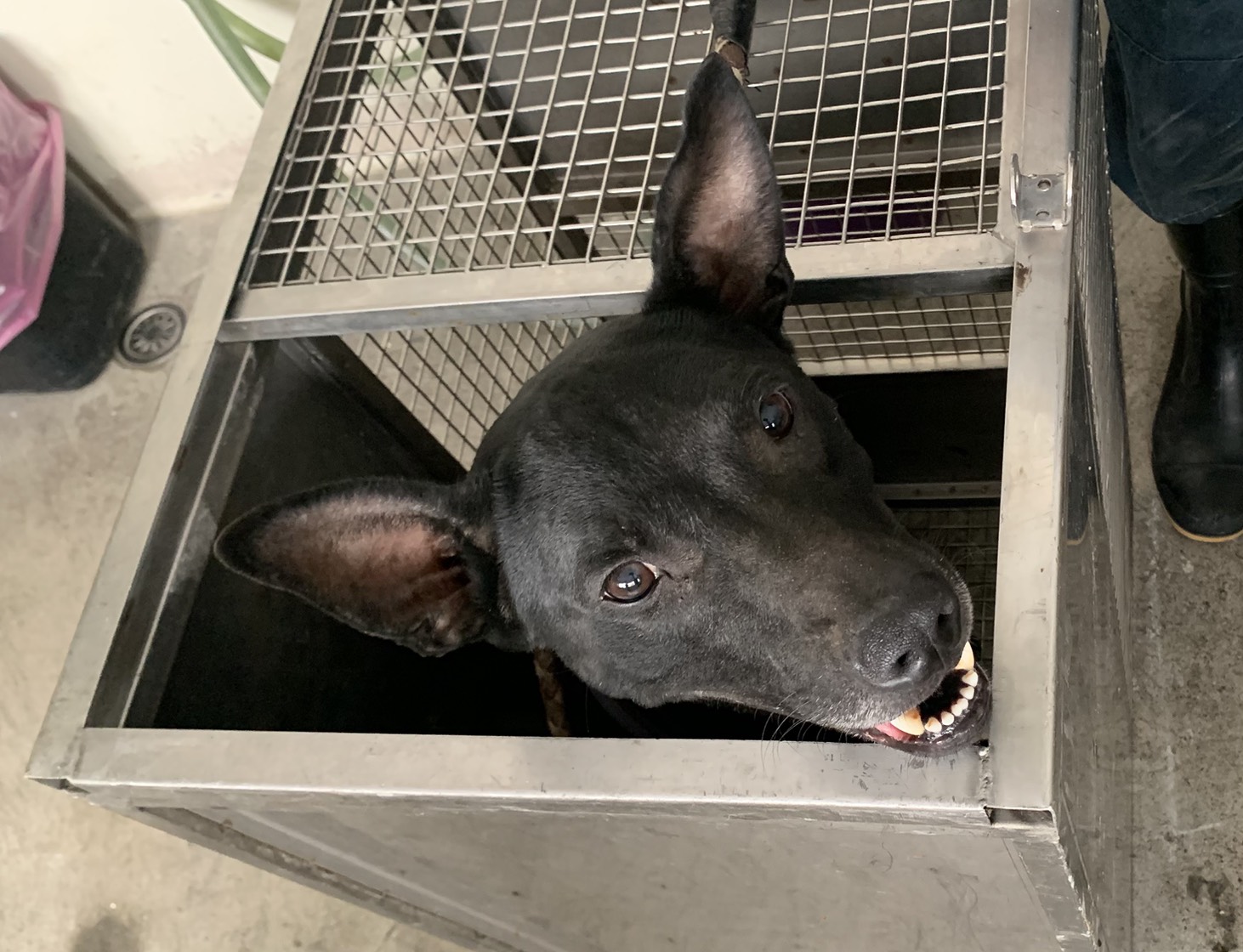 台北市已領養狗 混種犬