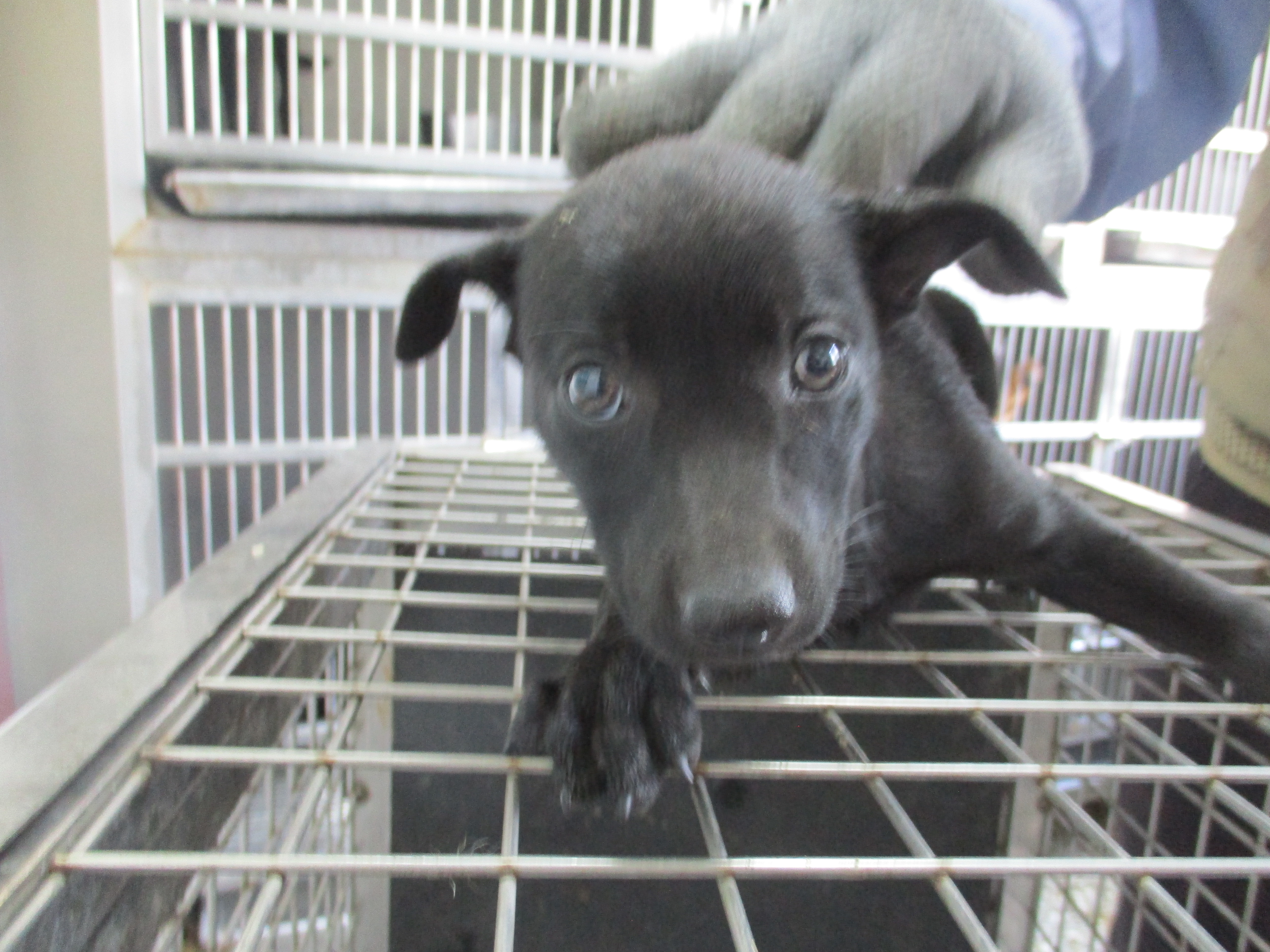 高雄市已領養狗 混種犬