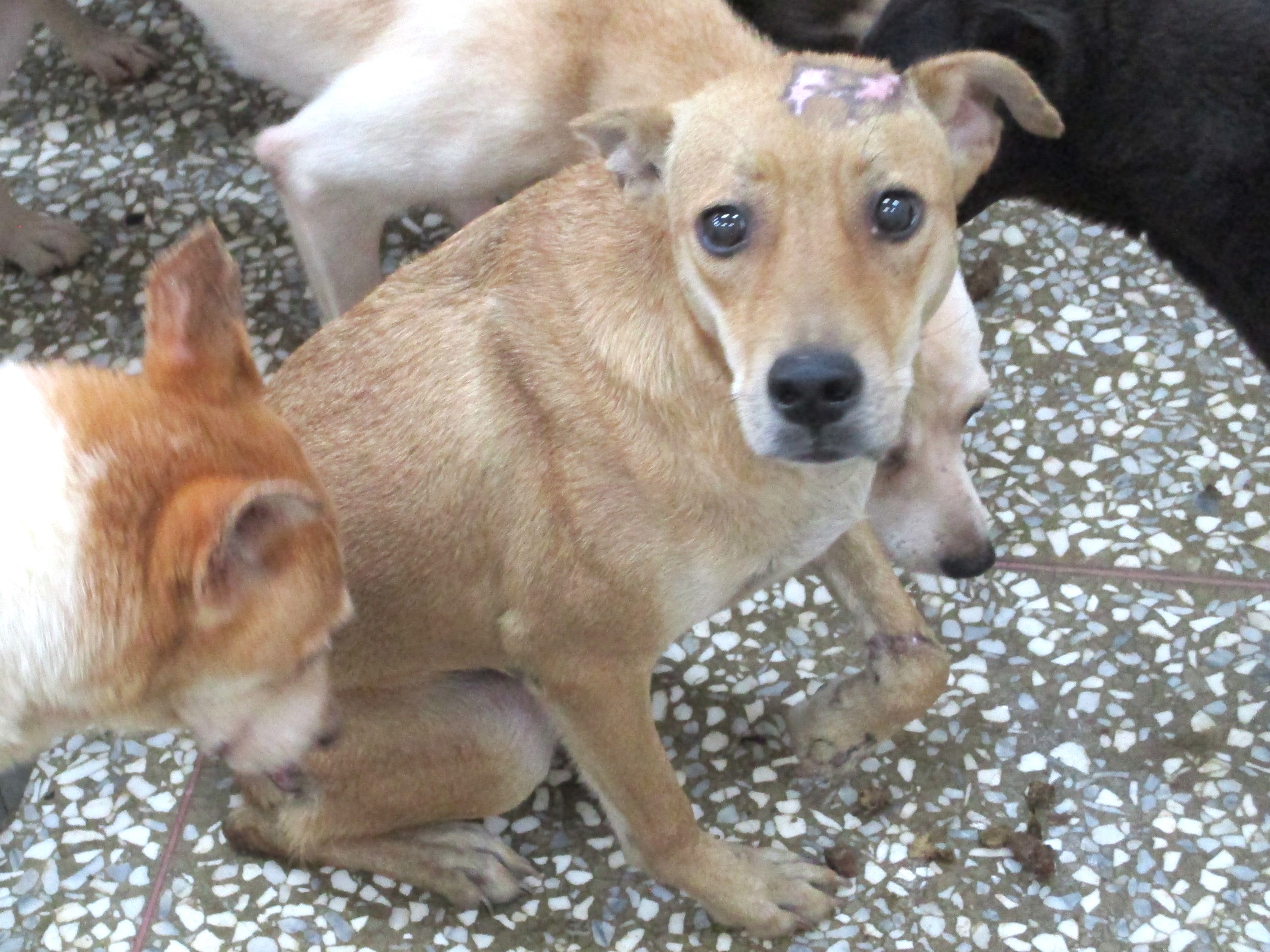 高雄市已領養狗 混種犬