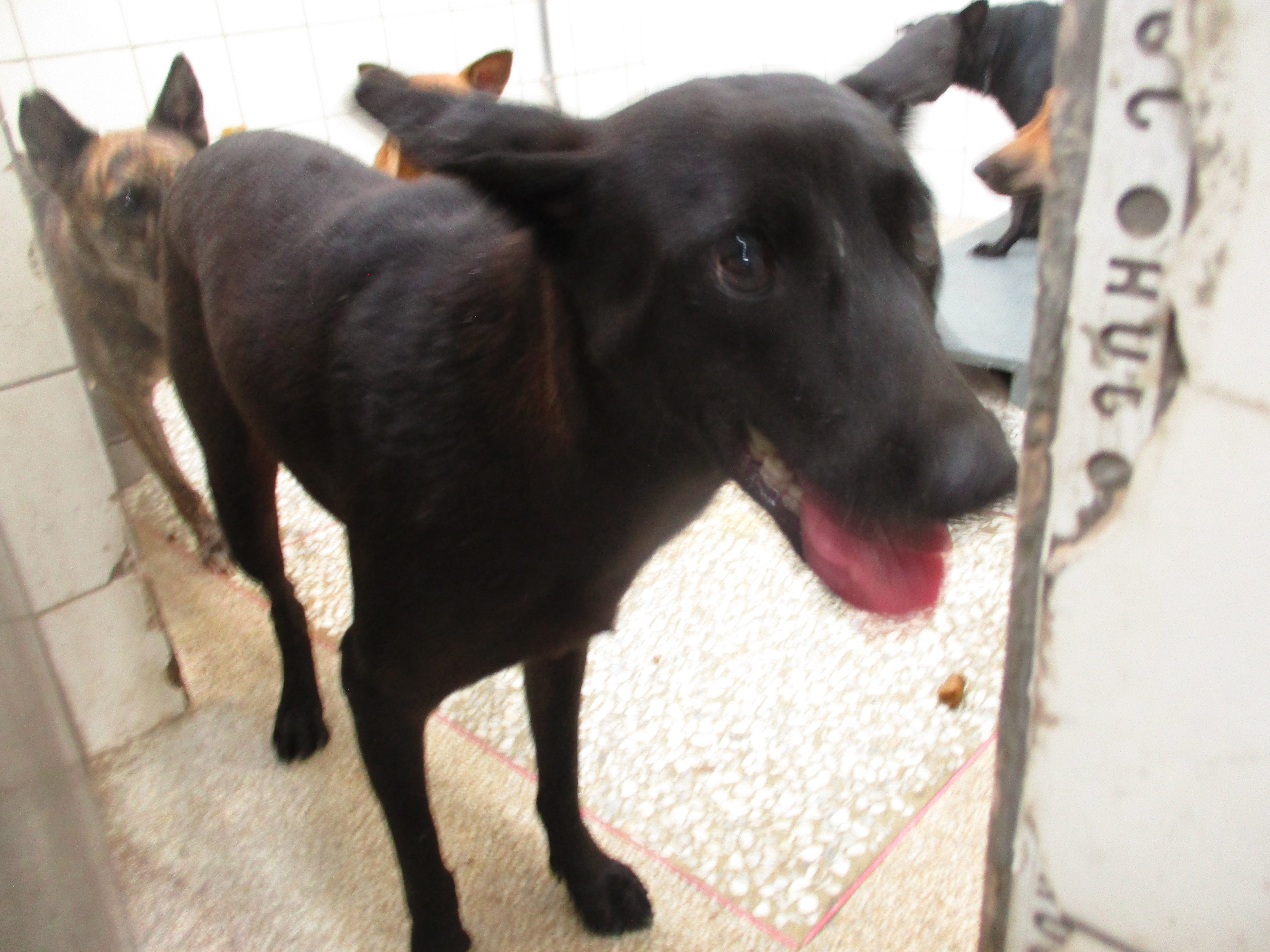 高雄市已領養狗 混種犬