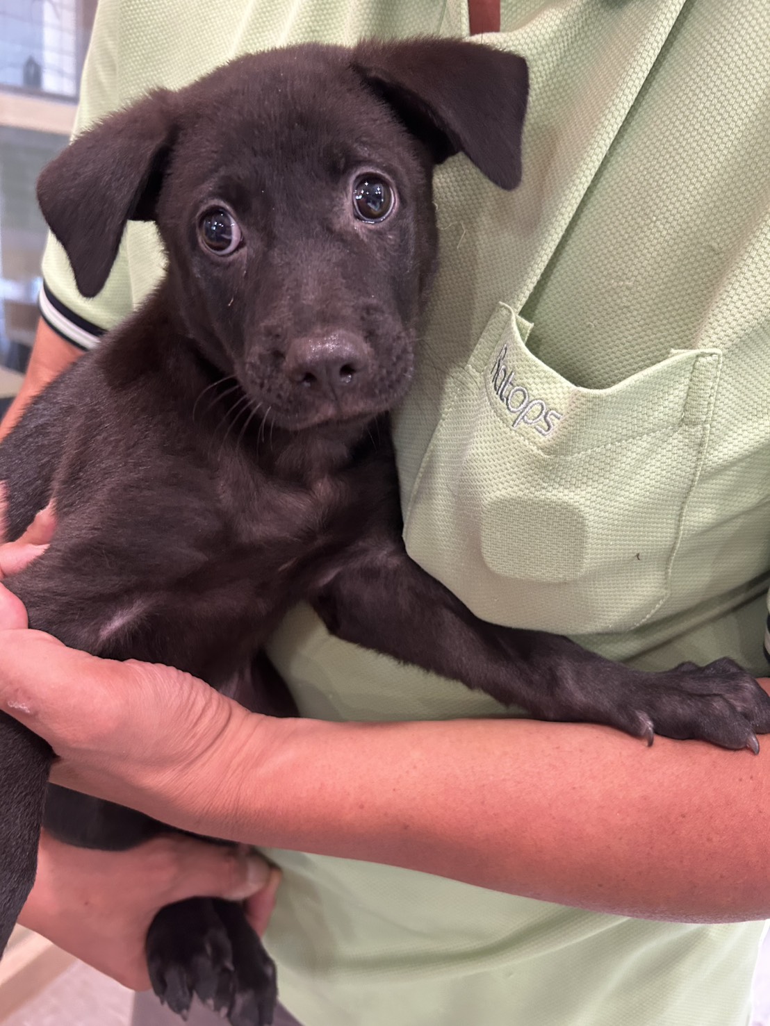 新北市已領養狗 混種犬