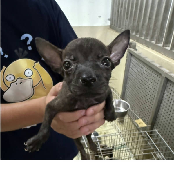 嘉義市待認養狗 混種犬