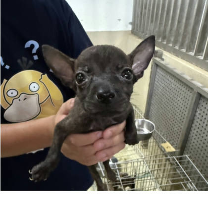 嘉義市待認養狗｜混種犬｜黑色｜公