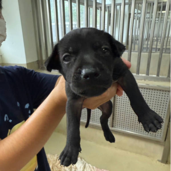 嘉義市待認養狗 混種犬