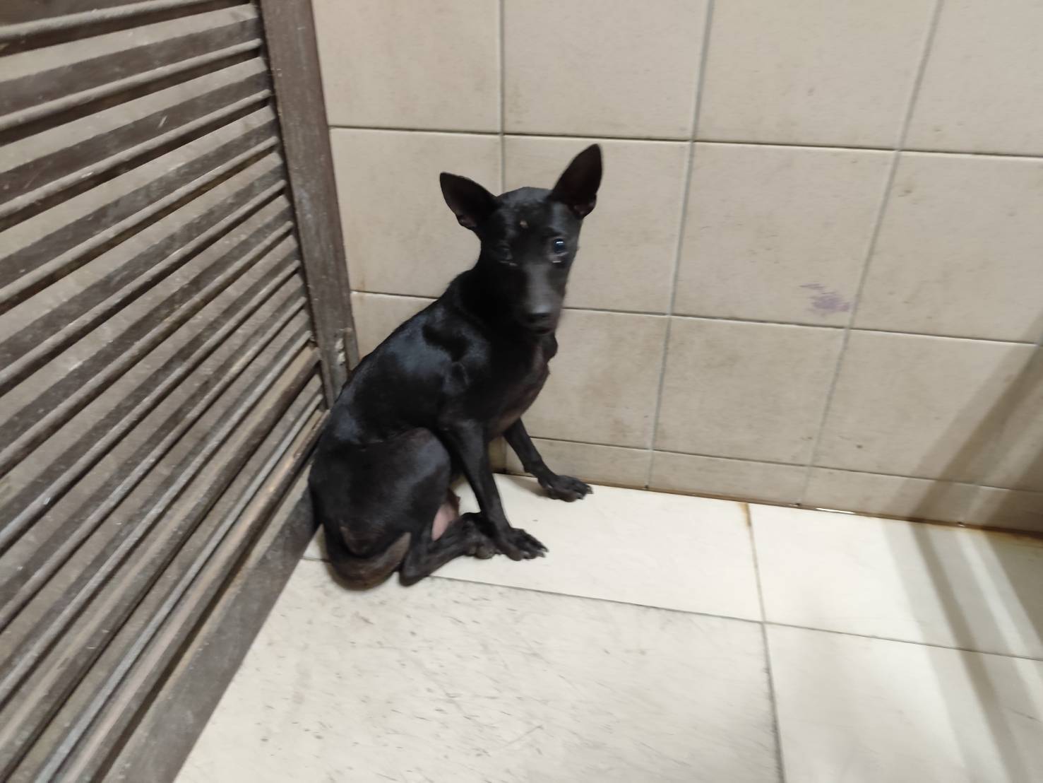 高雄市已領養狗 混種犬