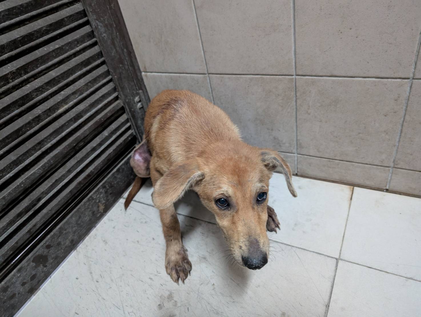 高雄市已領養狗 混種犬