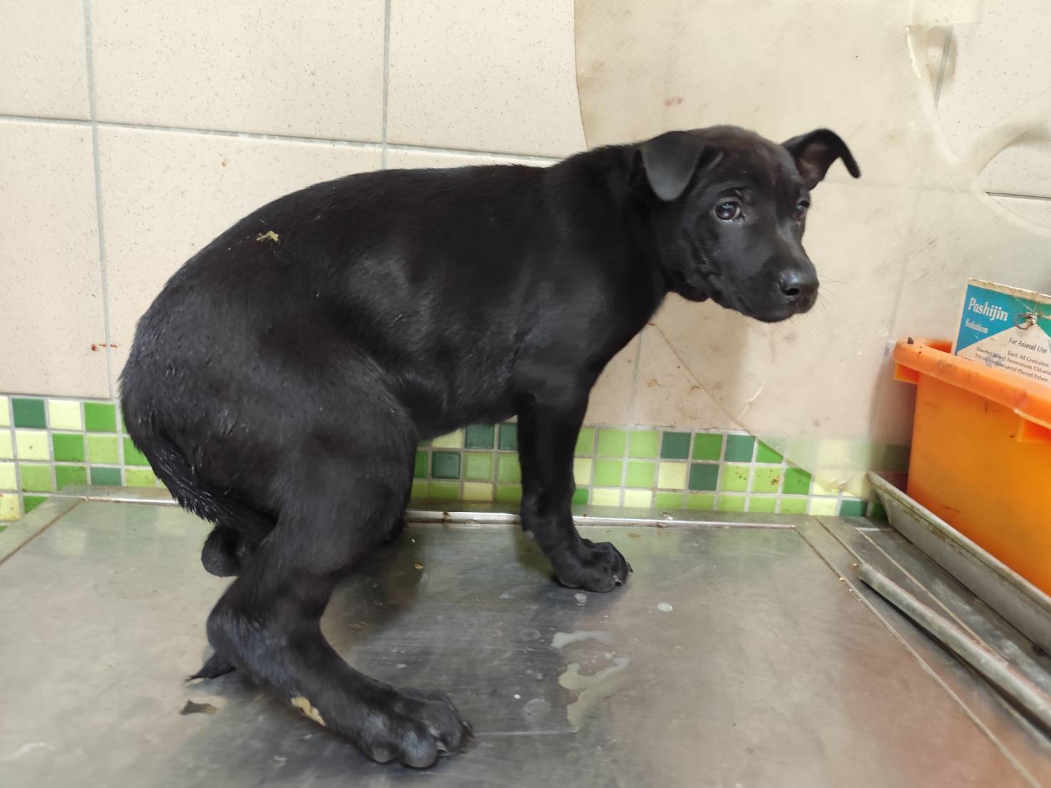 高雄市已領養狗 混種犬