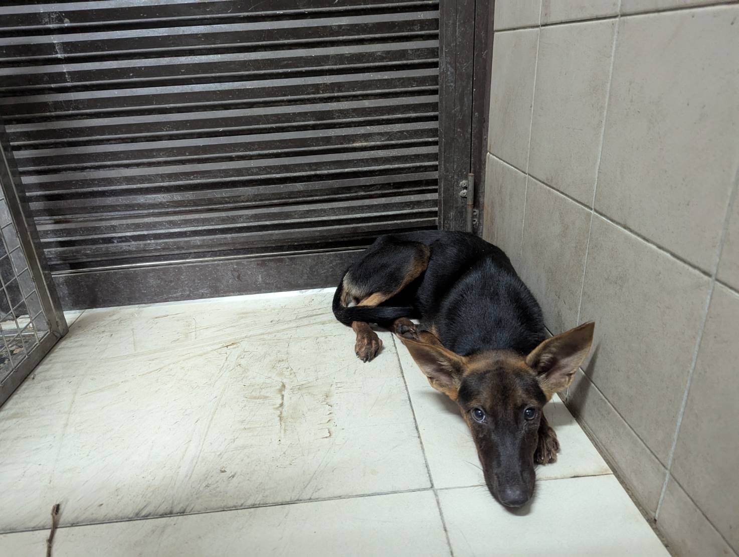 高雄市已領養狗 混種犬