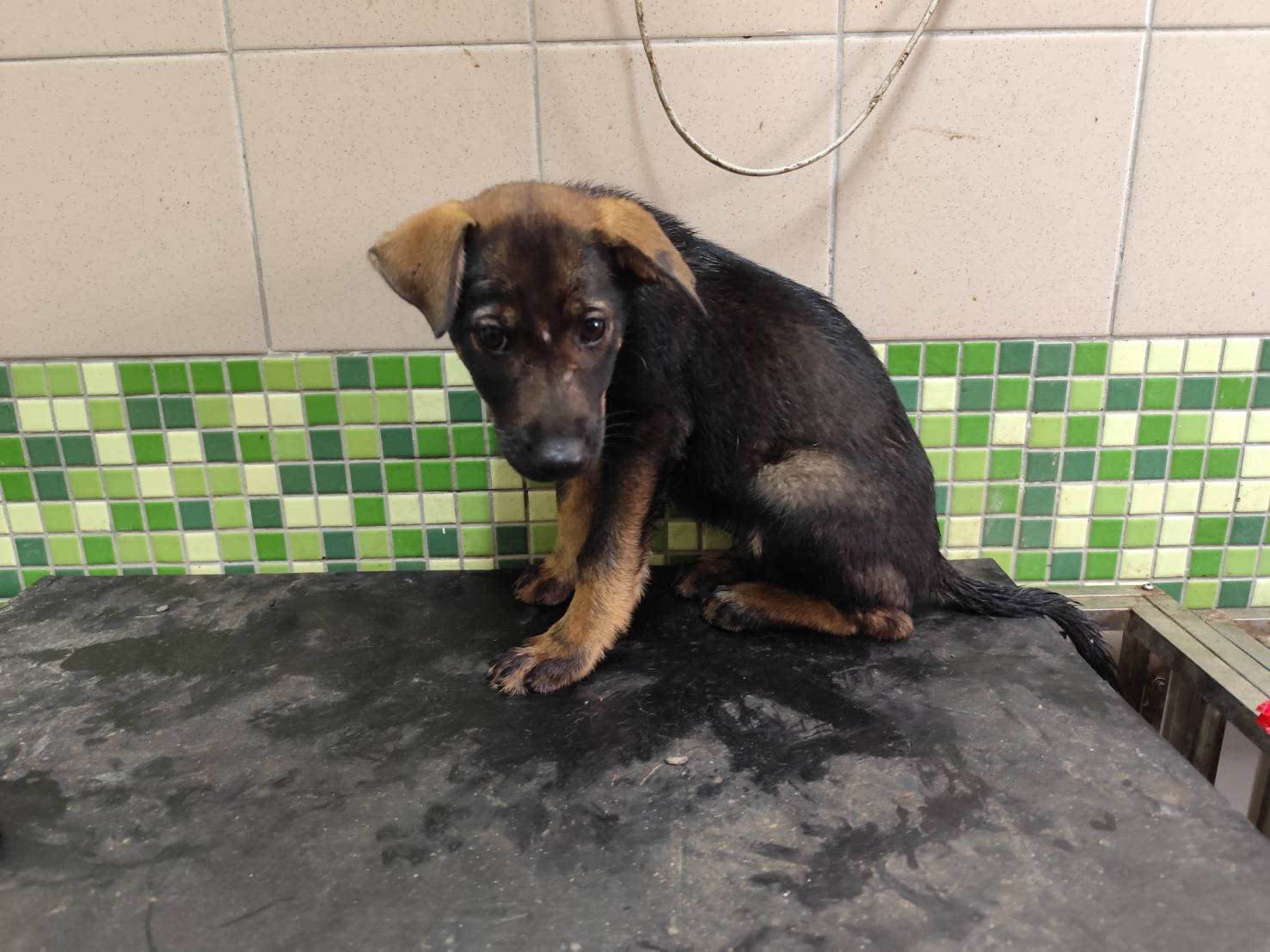高雄市已領養狗 混種犬