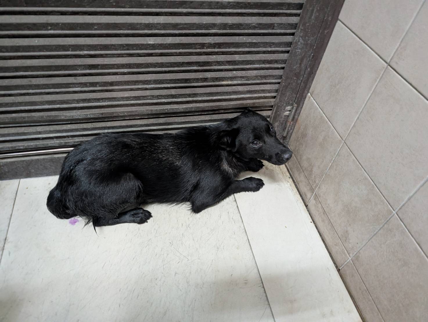 高雄市已領養狗 混種犬