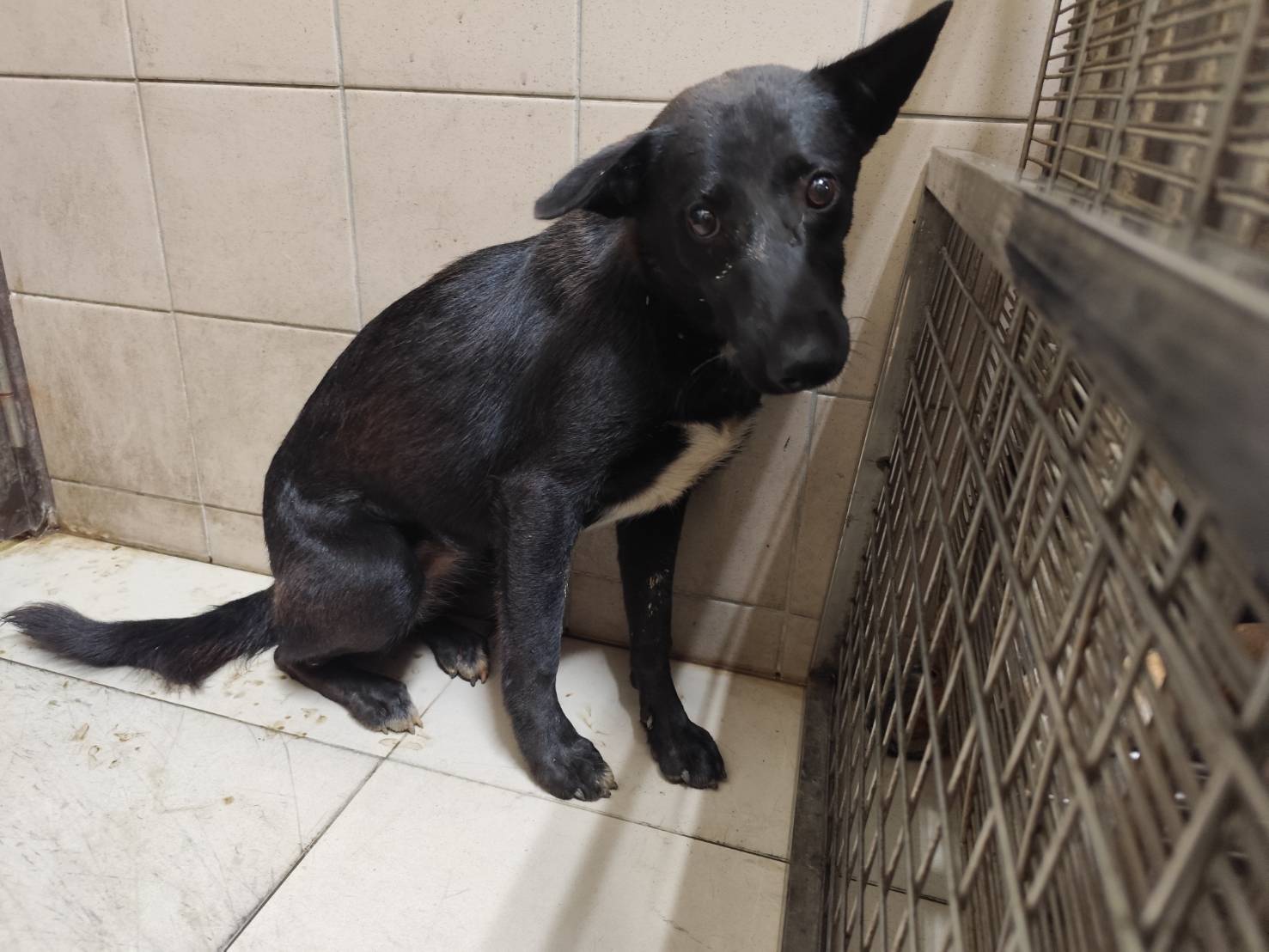 高雄市已領養狗 混種犬