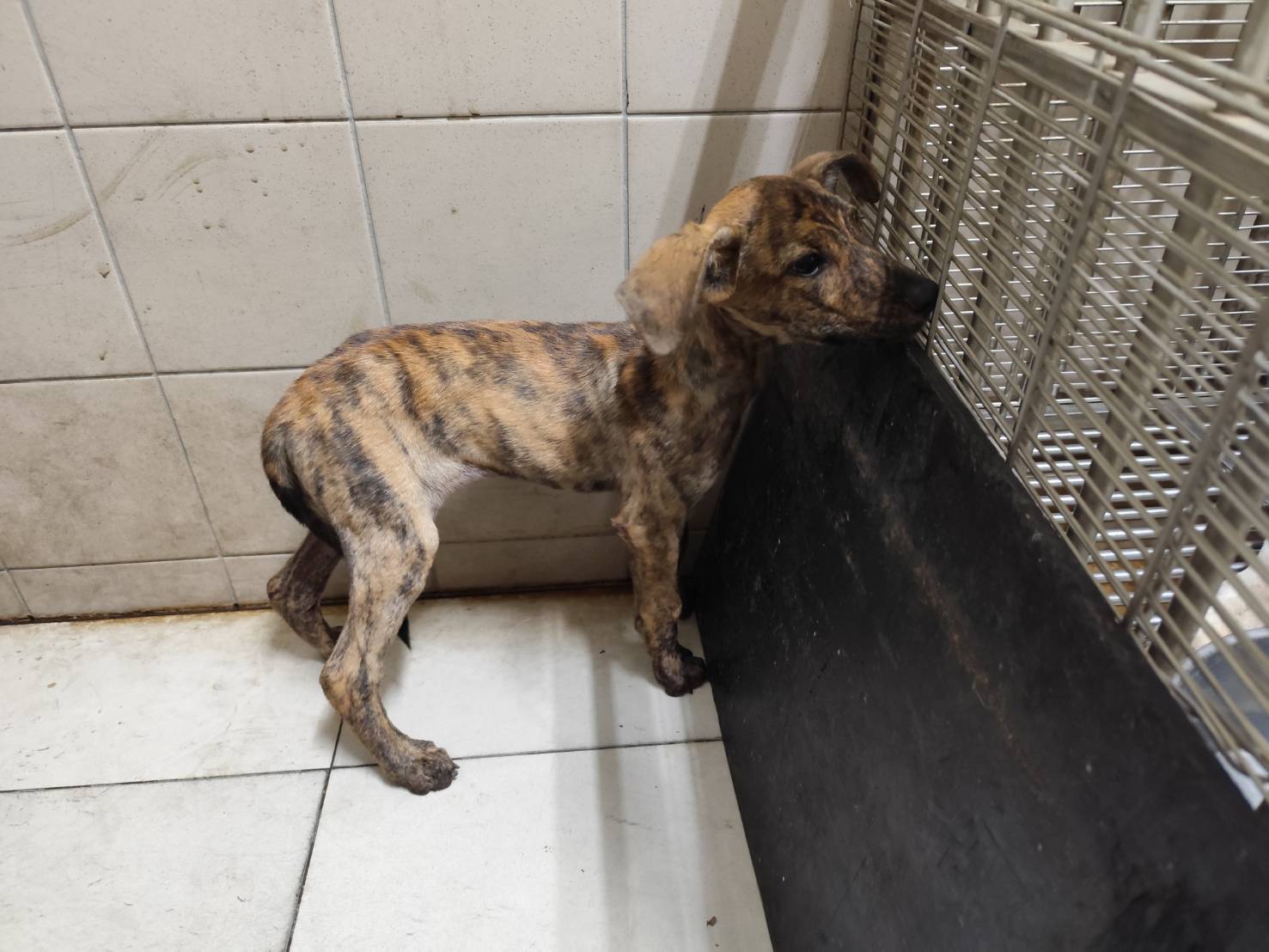 高雄市已領養狗 混種犬