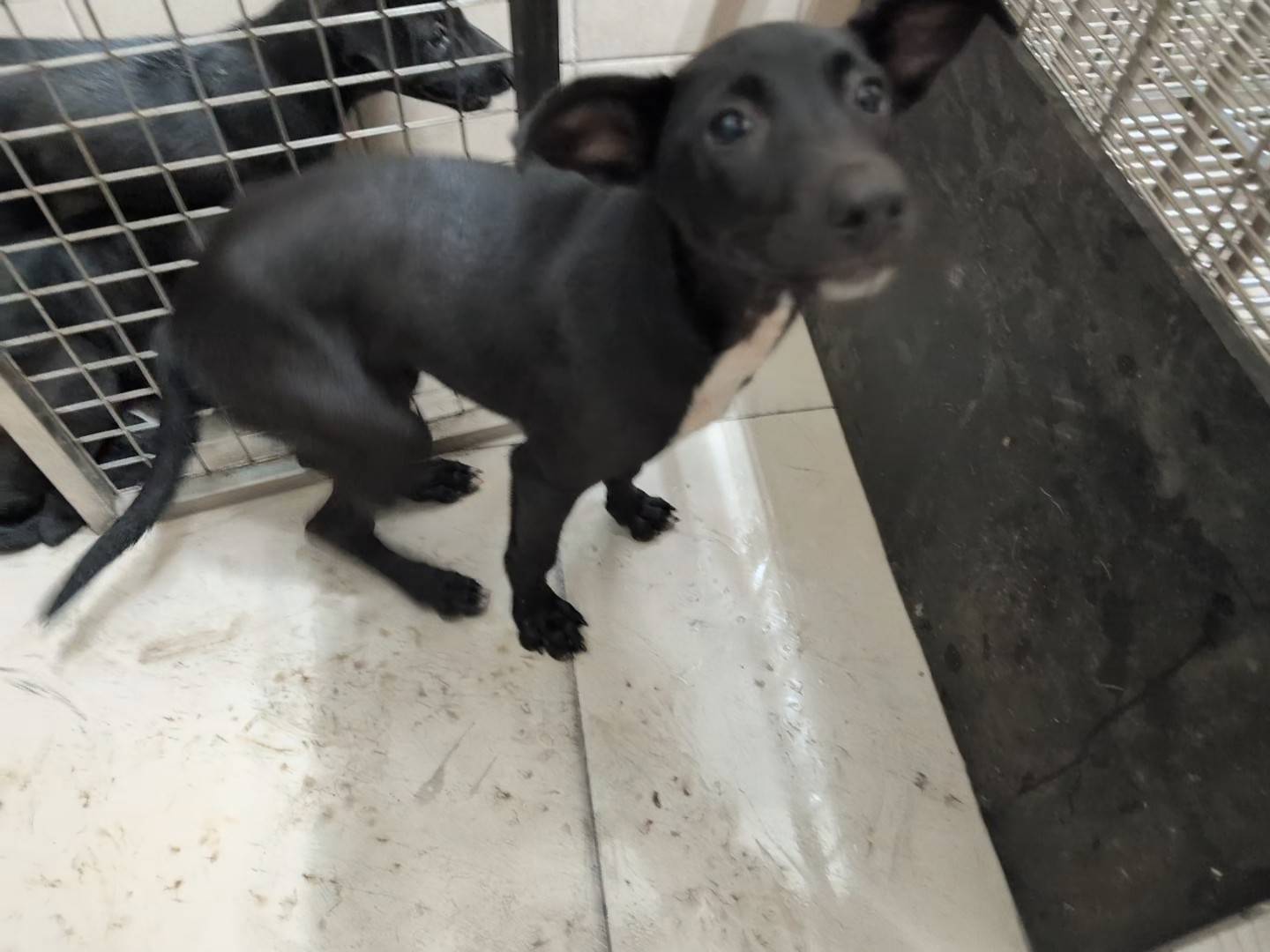 高雄市已領養狗 混種犬