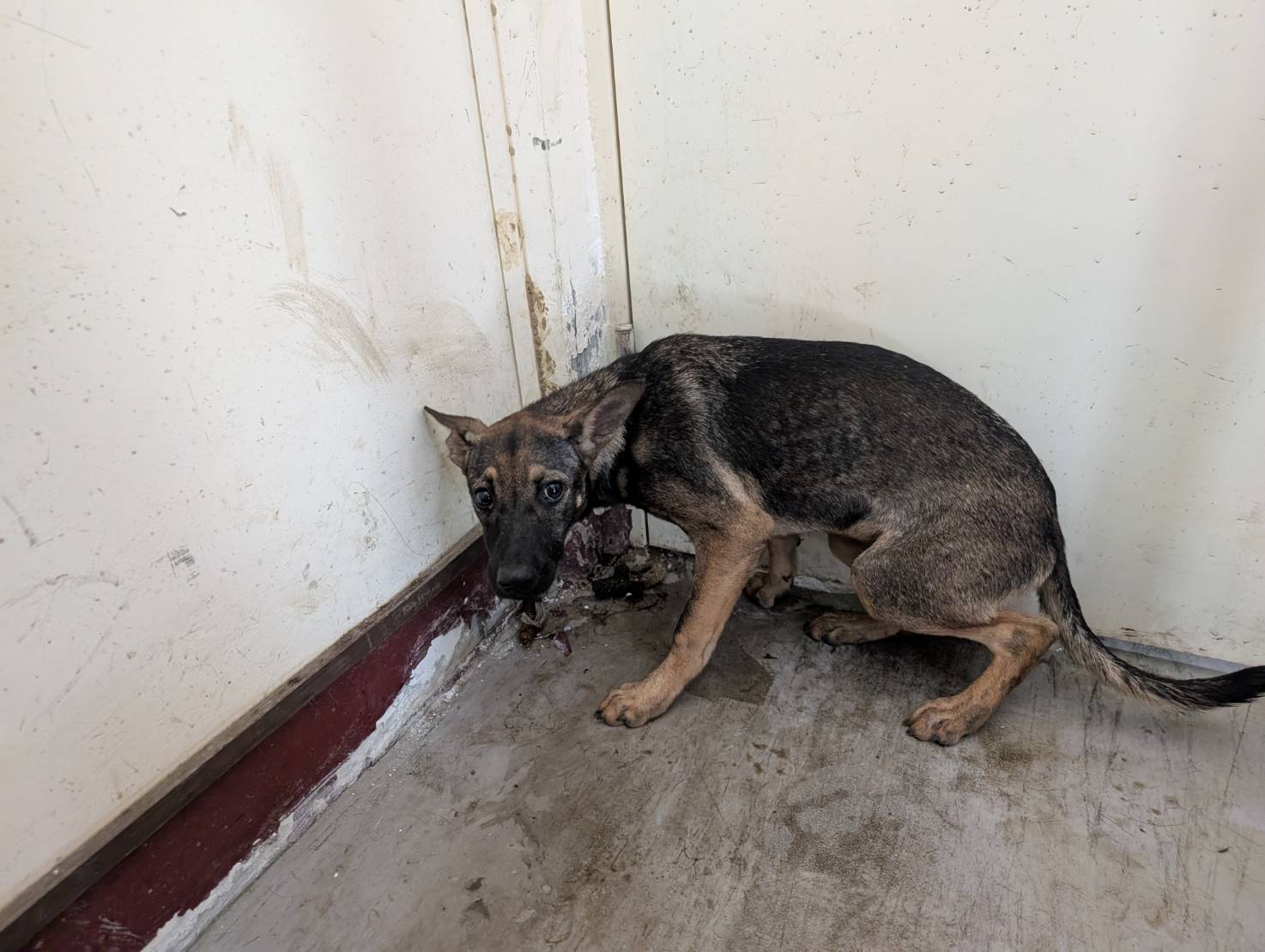 高雄市已領養狗 混種犬
