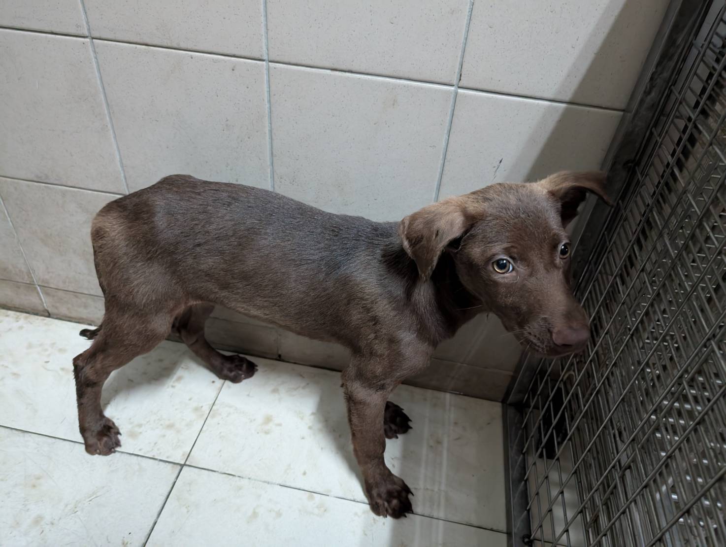 高雄市已領養狗 混種犬