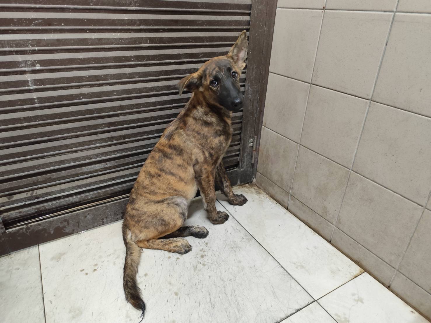 高雄市已領養狗 混種犬